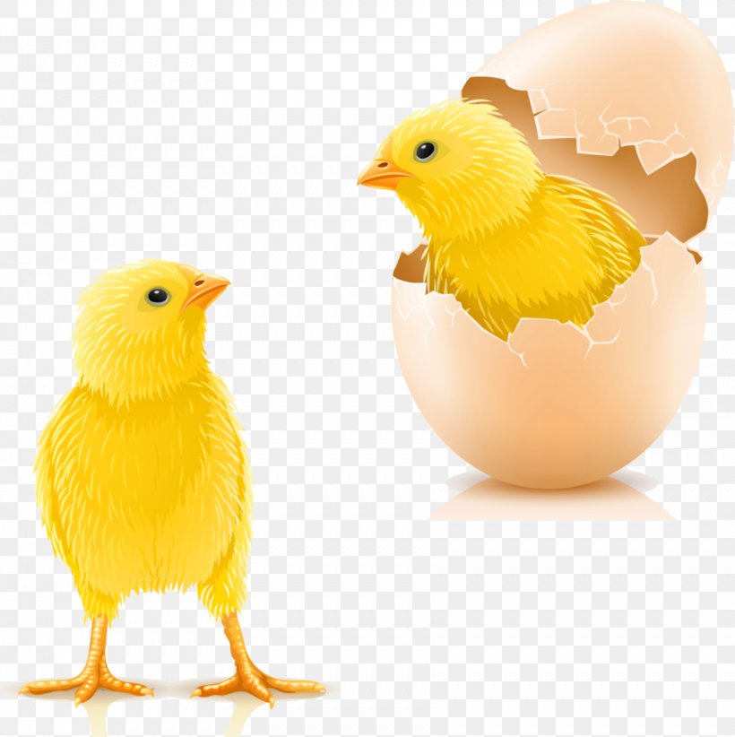 Photography Egg Royalty-free, PNG, 861x864px, Photography, Banco De Imagens, Beak, Bird, Chicken Download Free
