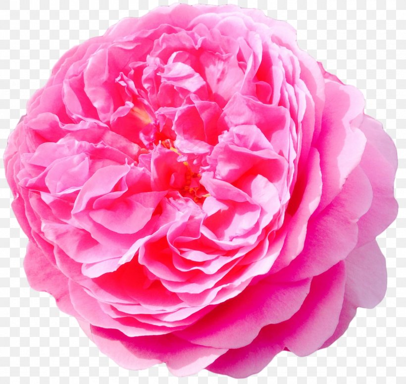 Cut Flowers Rose BLACKPINK Jasmine, PNG, 1280x1211px, Flower, Blackpink, Camellia, Cut Flowers, English Rose Download Free