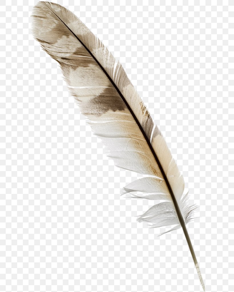 Feather Paper Quill Nib, PNG, 624x1024px, Feather, Bird, Ink, Inkwell, Nib Download Free