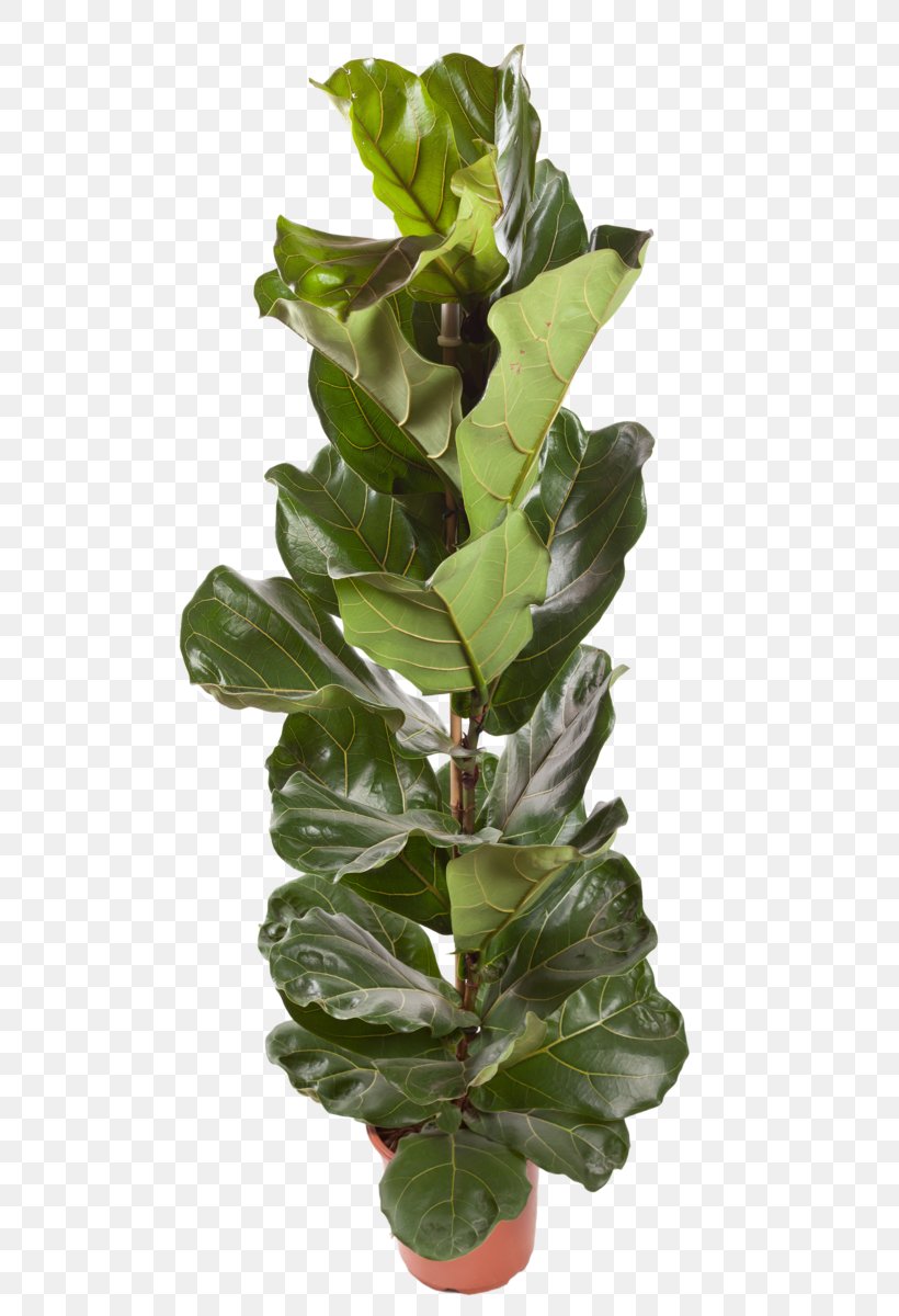 Houseplant Fiddle-leaf Fig Common Fig Chlorophytum Comosum, PNG, 800x1200px, Houseplant, Aphelandra Squarrosa, Branch, Chinese Evergreens, Chlorophytum Comosum Download Free