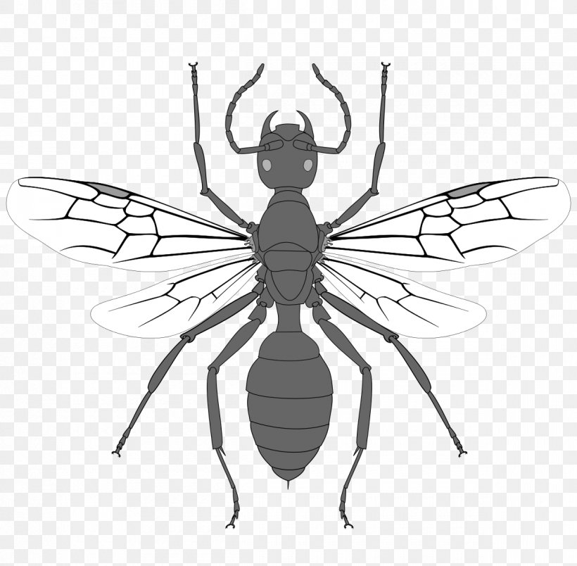 Black Fly Ant Hymenopterans Insect, PNG, 1200x1178px, Fly, Ant, Arthropod, Artwork, Biology Download Free