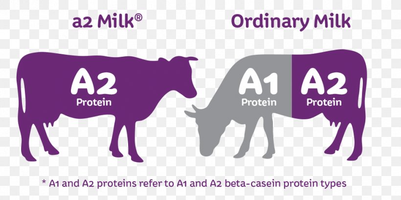 Cattle The A2 Milk Company Casein, PNG, 967x483px, Cattle, A2 Milk, A2 Milk Company, Area, Australia Download Free