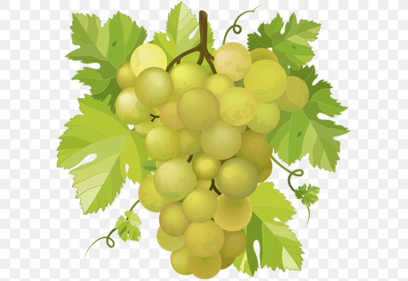 Common Grape Vine Wine Concord Grape, PNG, 600x565px, Common Grape Vine, Concord Grape, Drawing, Food, Fruit Download Free