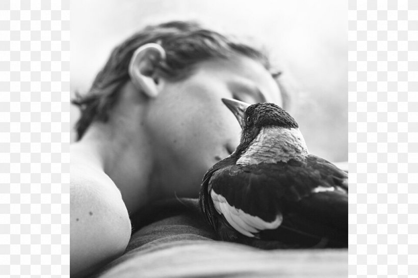 Penguin The Magpie: The Odd Little Bird Who Saved A Family Poe The Crow Metro Vancouver, PNG, 1024x682px, Family, Beak, Black And White, Christmas, Facial Hair Download Free
