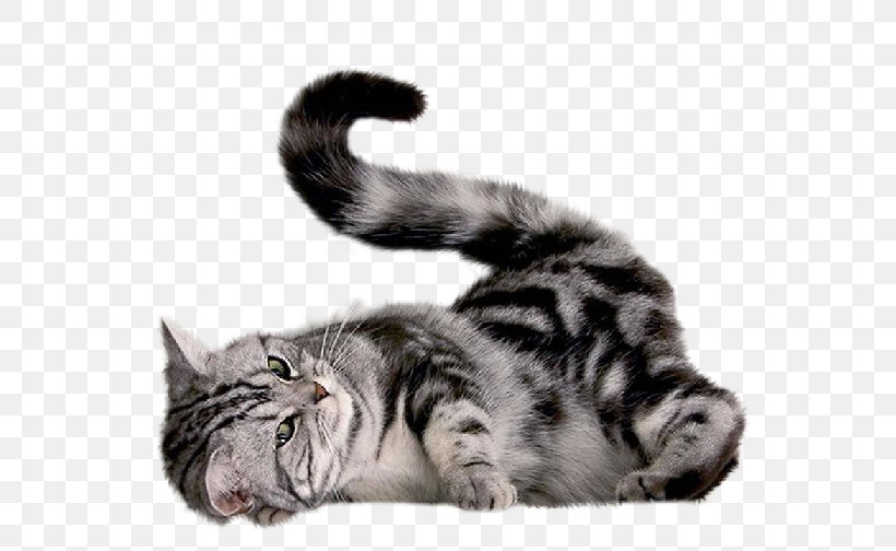 Cat Kitten, PNG, 2021x1428px, Persian Cat, American Shorthair, Animal, British Longhair, Carnivoran Download Free