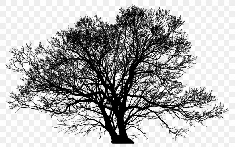 Church Of Trees Silhouette Desktop Wallpaper Trunk, PNG, 1000x628px, 4k Resolution, Tree, Arborist, Black And White, Branch Download Free