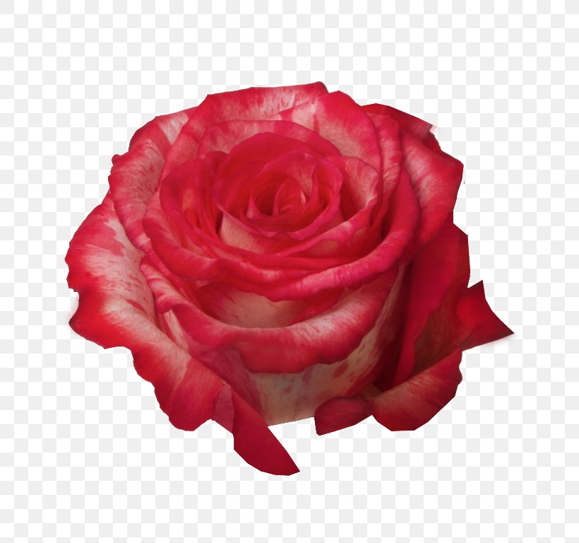 Garden Roses Cabbage Rose Floribunda Pink Cut Flowers, PNG, 768x768px, Garden Roses, Cabbage Rose, Cut Flowers, Floribunda, Flower Download Free