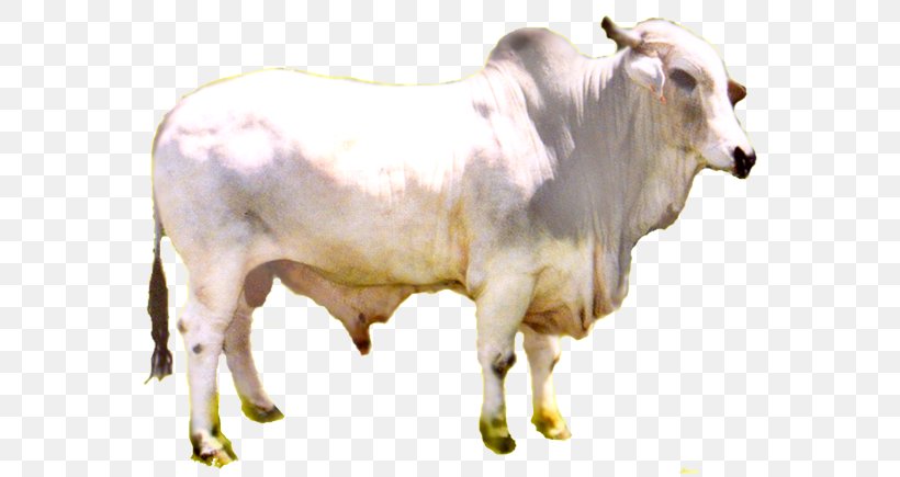 Zebu Calf Dairy Cattle Ox Bull, PNG, 600x435px, Zebu, Article, Beef, Bull, Calf Download Free