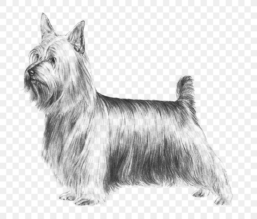 Australian Silky Terrier Yorkshire Terrier Skye Terrier Boston Terrier Staffordshire Bull Terrier, PNG, 700x700px, Australian Silky Terrier, American Kennel Club, Australian Terrier, Biewer Terrier, Black And White Download Free