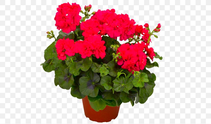 Geraniums Houseplant Flower Bloody Crane's-bill, PNG, 550x481px, Geraniums, Annual Plant, Blossom, Bud, Flower Download Free