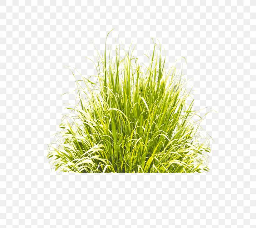 Green Grass Icon, PNG, 1166x1037px, Green, Blue, Commodity, Grass, Grass Family Download Free