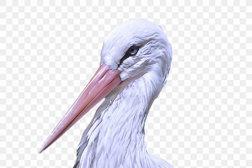 Bird Beak Stork Ciconiiformes White Stork, PNG, 2448x1632px, Bird, Beak, Ciconiiformes, Crane, Cranelike Bird Download Free