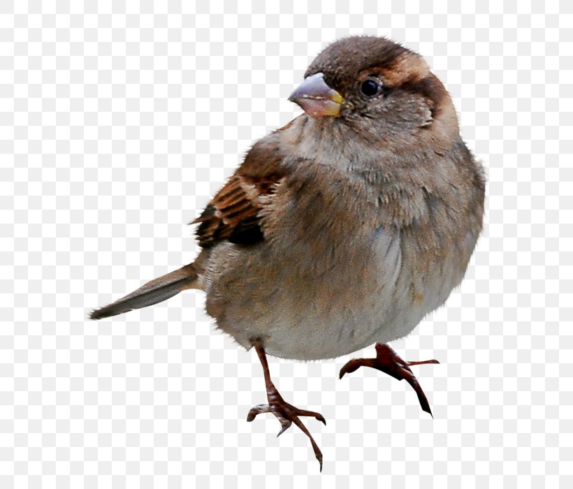 House Sparrow Bird Humour Joke, PNG, 613x700px, Sparrow, Beak, Bird, Emberizidae, Fauna Download Free