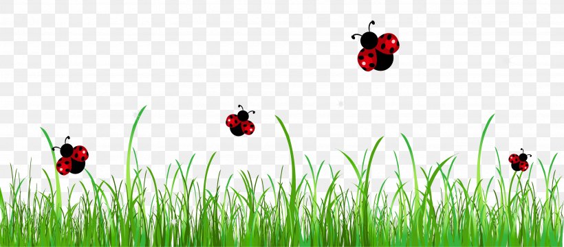 Ladybird Clip Art, PNG, 3427x1506px, Ladybird, Commodity, Digital Image, Drawing, Grass Download Free