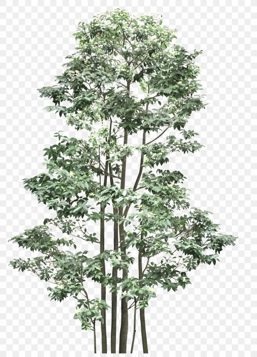 Out-Tree Shrub Branch Plant, PNG, 920x1280px, Tree, Branch, Graph ...
