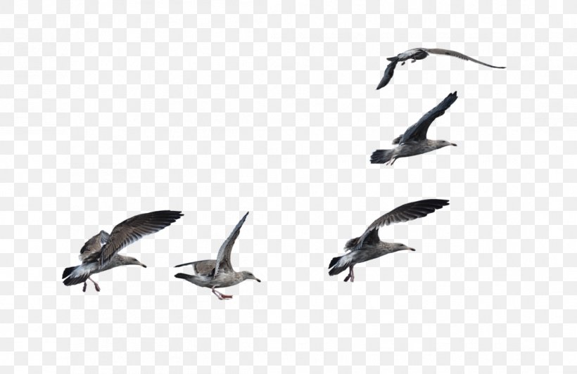 Bird A Flock Of Seagulls Cygnini A Flock Of Seagulls, PNG, 1108x720px, Bird, Animal Migration, Art, Beak, Bird Migration Download Free