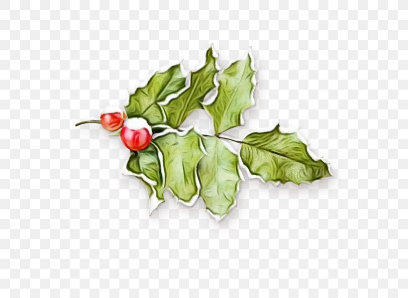 Christmas Tree Branch, PNG, 699x599px, Common Holly, Berries, Branch, Christmas Day, Easter Download Free