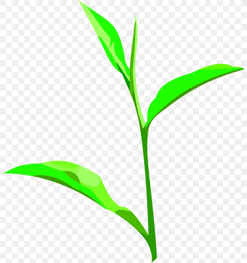 Clip Art Leaf Plant Stem Commodity Grasses, PNG, 800x874px, Leaf, Branch, Commodity, Grass, Grass Family Download Free