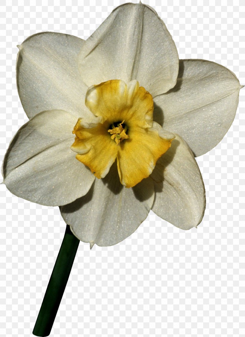 Flower Daffodil World Petal Nature, PNG, 1284x1768px, Flower, Albom, Amaryllis Family, Blume, Cut Flowers Download Free