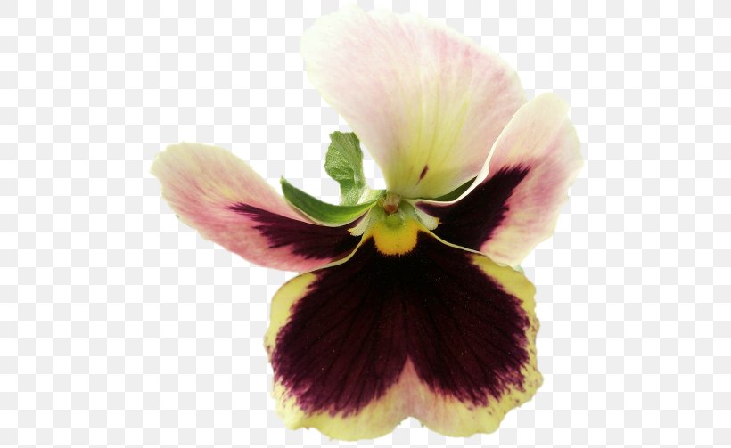 Pansy Violet, PNG, 500x503px, Pansy, Flower, Flowering Plant, Magenta, Petal Download Free