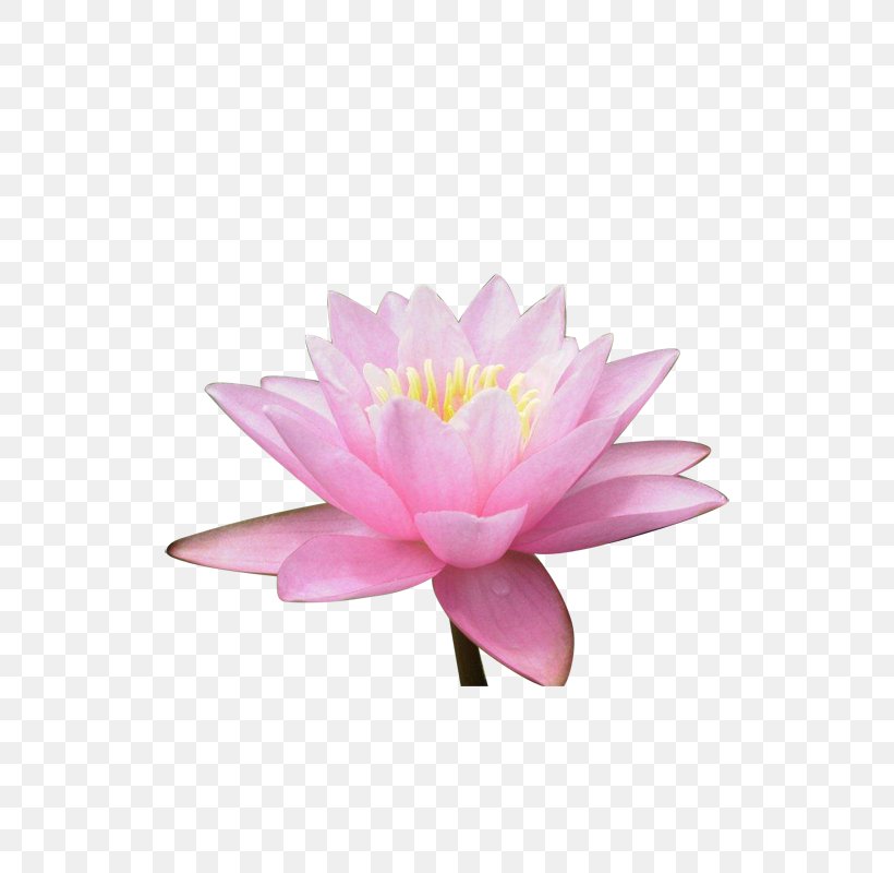 Sacred Lotus Image Vector Graphics Clip Art, PNG, 800x800px, Sacred Lotus, Aquatic Plant, Drawing, Flower, Flowering Plant Download Free