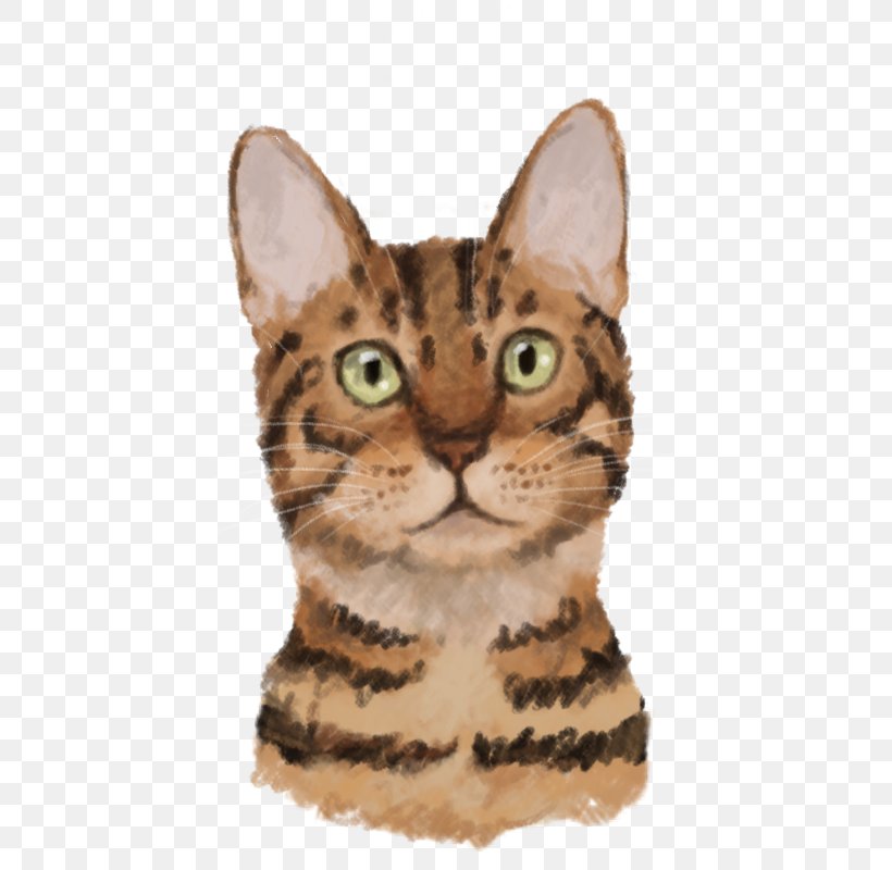 Bengal Cat California Spangled American Shorthair Toyger American Wirehair, PNG, 600x800px, Bengal Cat, American Shorthair, American Wirehair, Bengal, California Spangled Download Free