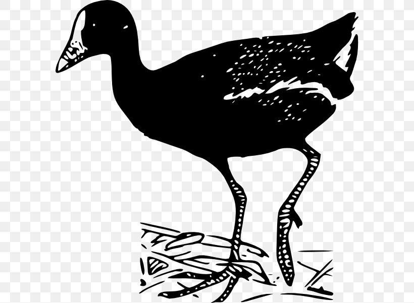 Bird Clip Art, PNG, 600x601px, Bird, Beak, Black And White, Chicken, Common Gallinule Download Free