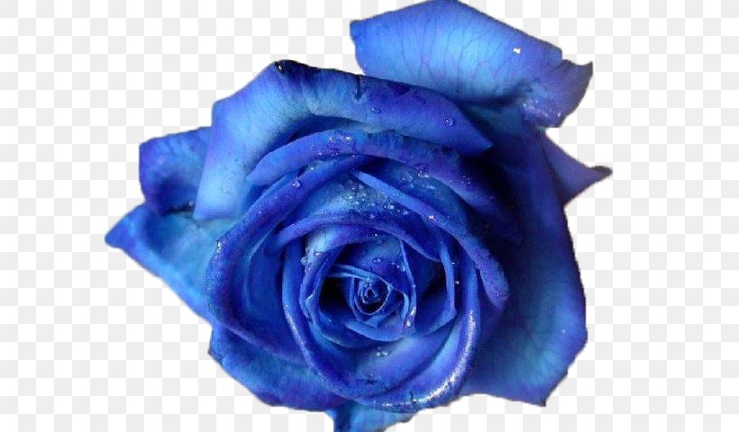 Blue Rose Clip Art, PNG, 640x480px, Blue Rose, Blue, Blue Flower, Cobalt Blue, Color Download Free