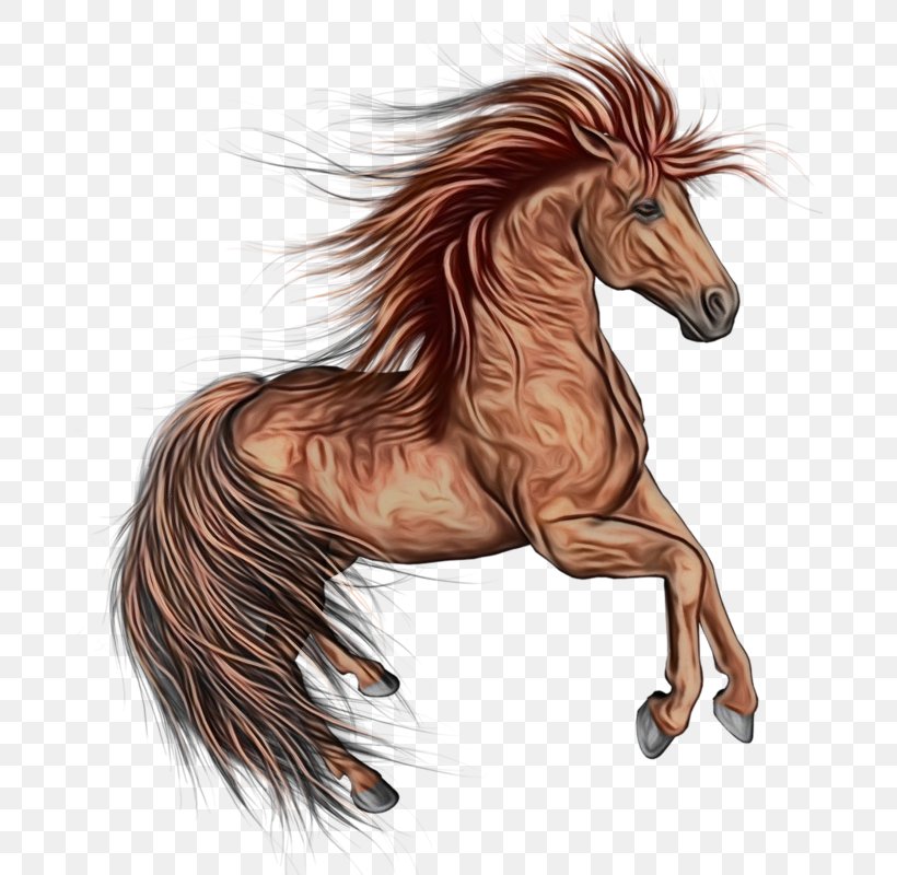 Horse Mane Mustang Horse Sorrel Liver, PNG, 685x800px, Watercolor, Drawing, Fictional Character, Horse, Liver Download Free