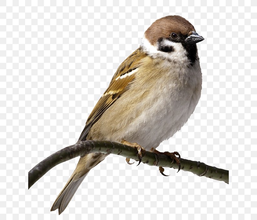House Sparrow Bird Clip Art Image, PNG, 640x700px, Sparrow, American Sparrows, Beak, Bird, Drawing Download Free
