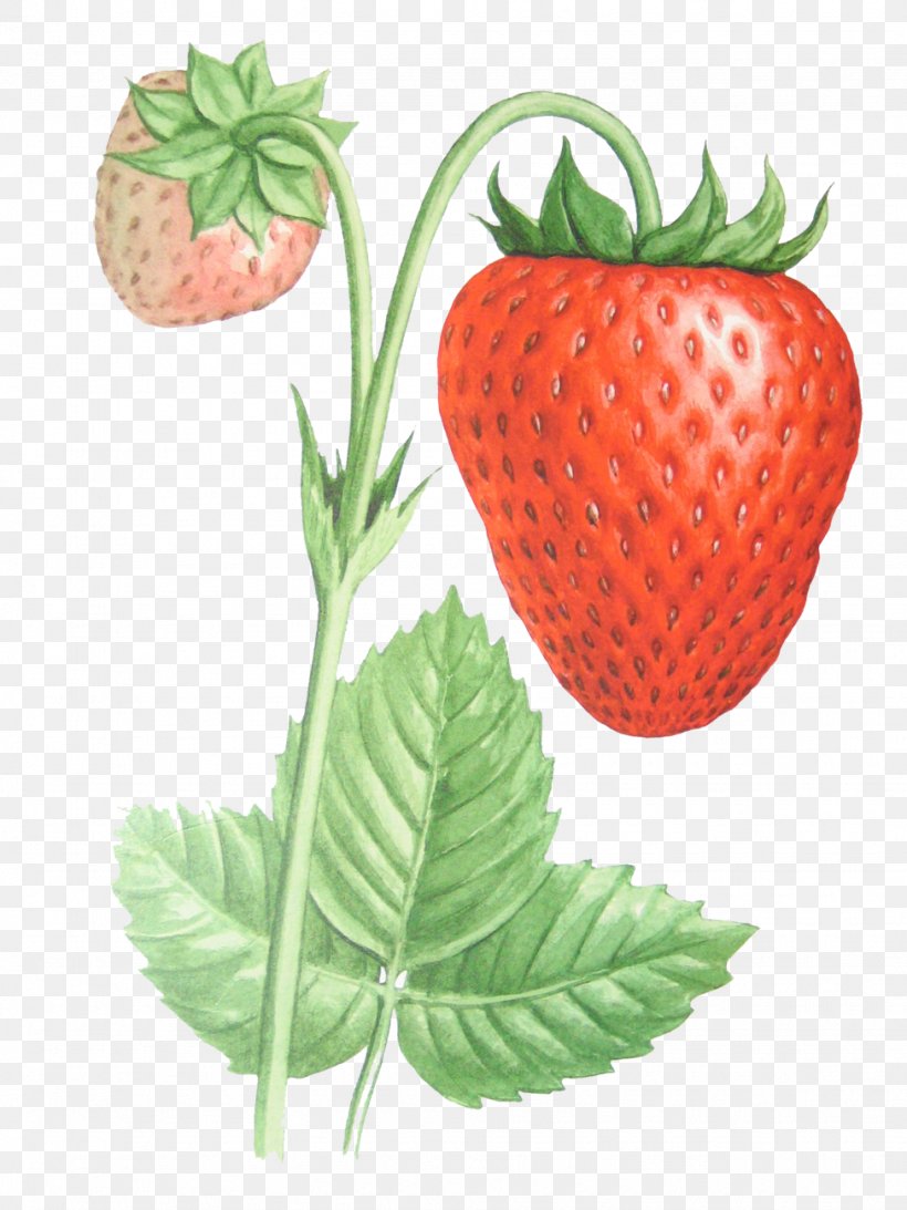 Musk Strawberry Food Clip Art, PNG, 975x1300px, Strawberry, Adobe Premiere Pro, Berry, Bilberry, Diet Food Download Free