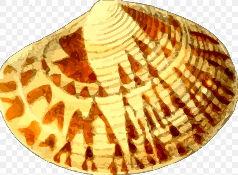 Seashell Cockle Nautilidae Clip Art, PNG, 2400x1772px, Seashell, Clam, Clams Oysters Mussels And Scallops, Cockle, Conch Download Free