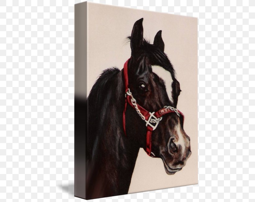 Stallion Halter Arabian Horse Mustang Mare, PNG, 464x650px, Stallion, Arabian Horse, Bit, Bridle, Halter Download Free