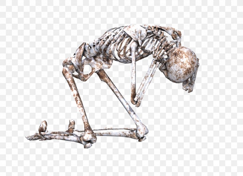 Human Skeleton Skull Bone, PNG, 1280x926px, Watercolor, Cartoon, Flower, Frame, Heart Download Free
