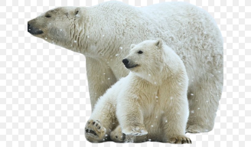 Polar Bear Brown Bear Polar White Clip Art, PNG, 640x480px, Polar Bear, Arctic, Autocad Dxf, Bear, Bears Download Free