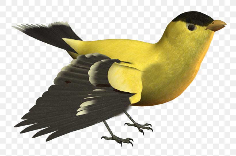 Bird Yellow Image Beak, PNG, 800x543px, Bird, Animal, Animal Figure, Beak, Color Download Free
