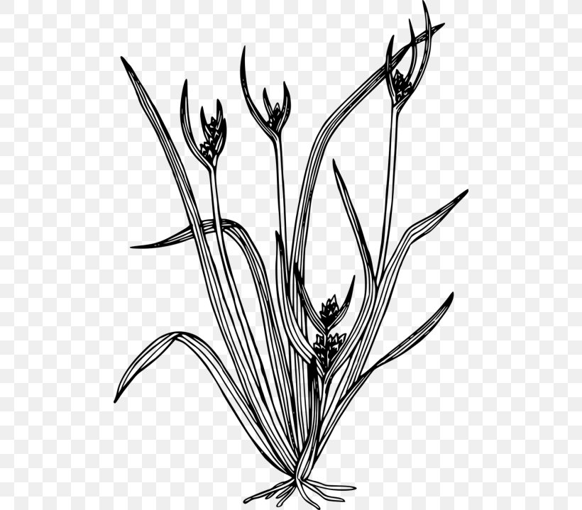 Clip Art Carex Backii Image Carex Hystericina, PNG, 500x719px, Carex Backii, Blackandwhite, Botany, Carex Hystericina, Coloring Book Download Free