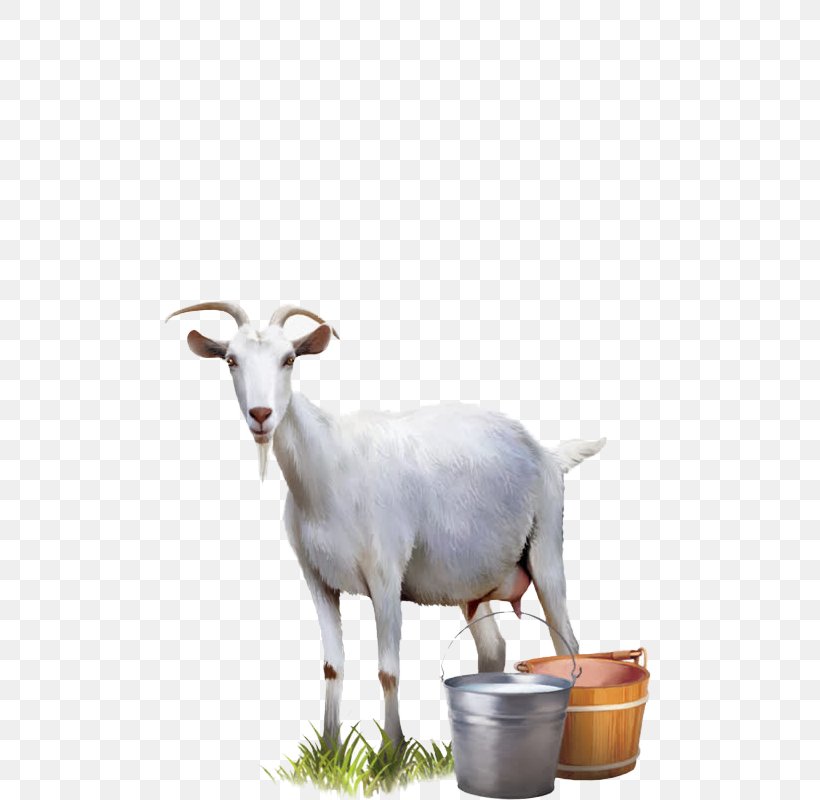 Goat Milk Cattle Sheep, PNG, 800x800px, Goat, Automatic Milking, Bucket, Cattle, Cow Goat Family Download Free