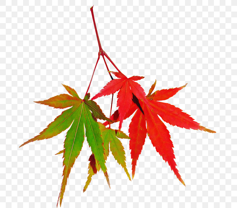 Maple Leaf, PNG, 688x720px, Leaf, Black Maple, Flower, Maple, Maple Leaf Download Free