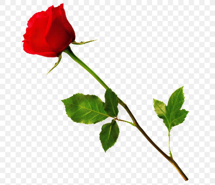 Rose, PNG, 667x706px, Flower, Bud, Flowering Plant, Leaf, Petal Download Free