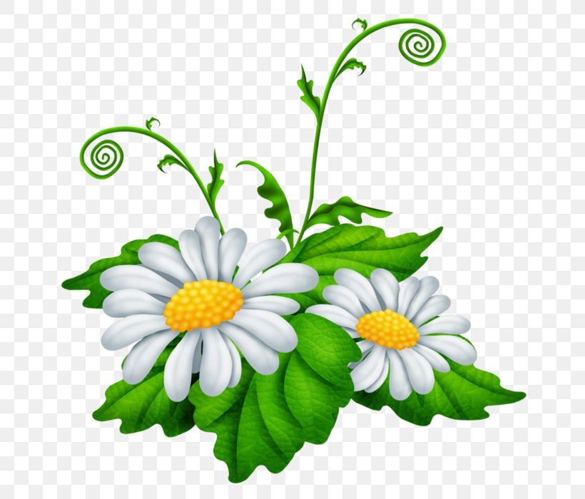 Chamomile Clip Art Oxeye Daisy Image, PNG, 700x700px, Chamomile, Blog, Camomile, Chamaemelum Nobile, Chrysanthemum Download Free