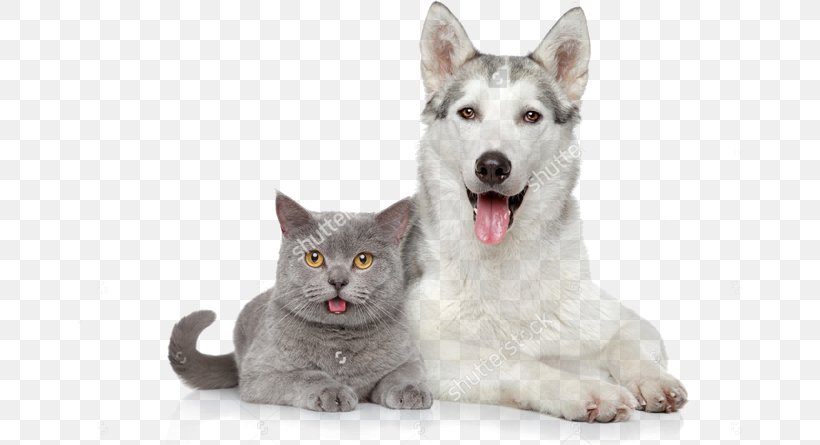 Dog–cat Relationship Cat Food Pet Sitting, PNG, 664x445px, Dog, Carnivoran, Cat, Cat Food, Cat Like Mammal Download Free