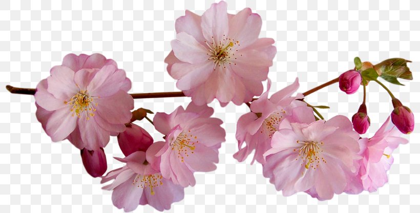 Flower Clip Art, PNG, 800x416px, Flower, Blossom, Branch, Cerasus, Cherry Blossom Download Free