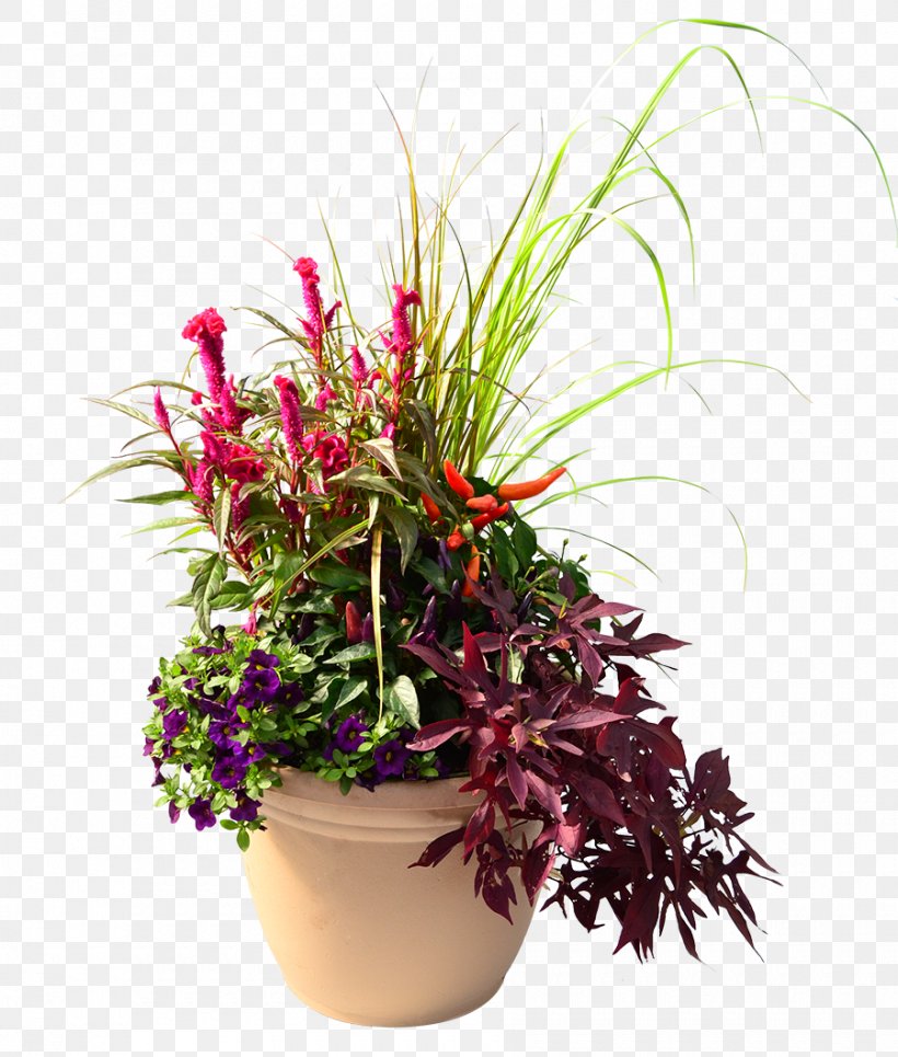 Homestead Gardens Houseplant Cut Flowers, PNG, 900x1060px, Homestead Gardens, Annual Plant, Cut Flowers, Davidsonville, Flora Download Free