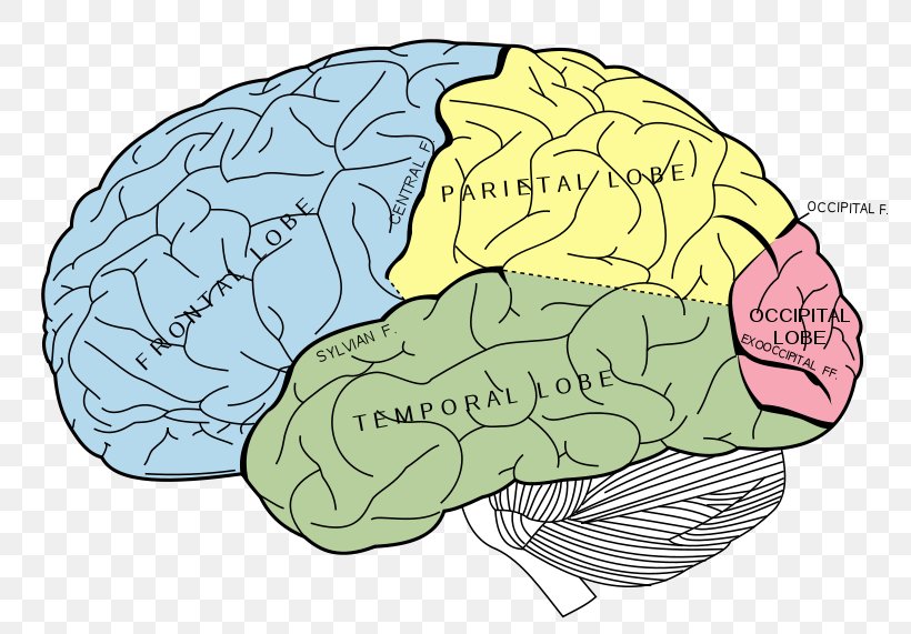 Lobes Of The Brain Occipital Lobe Temporal Lobe Parietal Lobe, PNG, 800x571px, Watercolor, Cartoon, Flower, Frame, Heart Download Free
