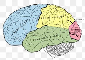 Lobes Of The Brain Parietal Lobe Parietal Bone Frontal Lobe, PNG ...