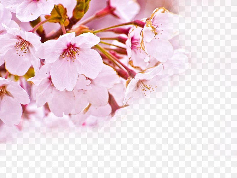 National Cherry Blossom Festival Flower, PNG, 1691x1275px, National Cherry Blossom Festival, Blossom, Branch, Cherry, Cherry Blossom Download Free