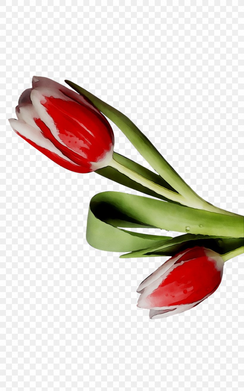 Tulip Cutlery Product Design, PNG, 1250x2000px, Tulip, Anthurium, Cutlery, Flower, Food Download Free