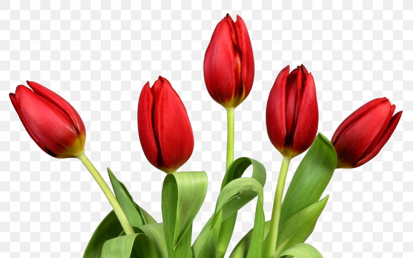 Tulip Flower Clip Art, PNG, 2560x1600px, Tulip, Bud, Color, Cut Flowers, Dots Per Inch Download Free