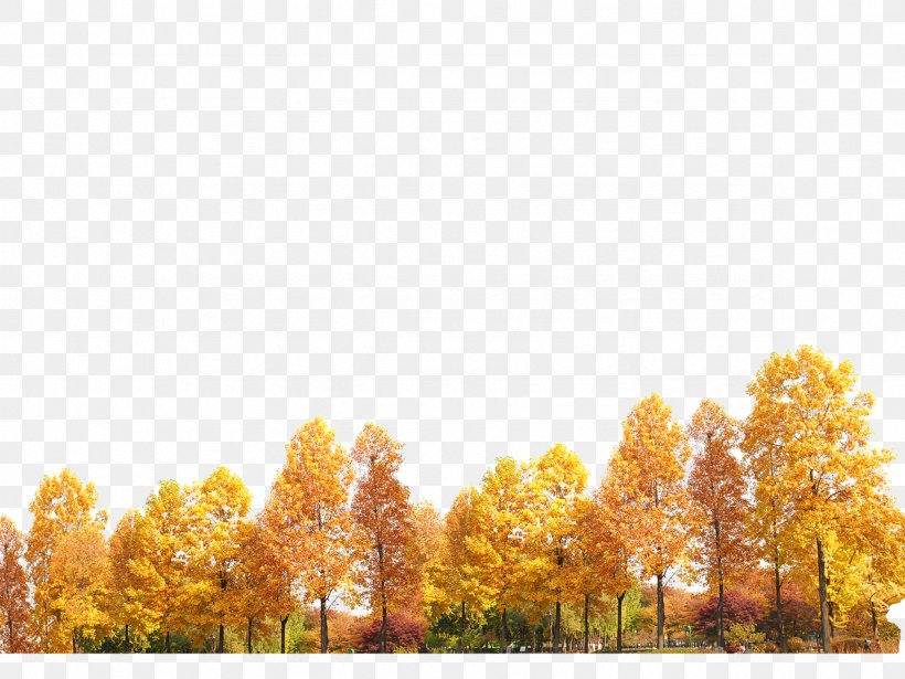 Yellow Trees, PNG, 2362x1772px, Tree, Autumn, Deciduous, Grass, Leaf Download Free